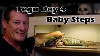 ⬜ Tegu Day 4: Making Small Strides and Slowly Gaining A Little Trust