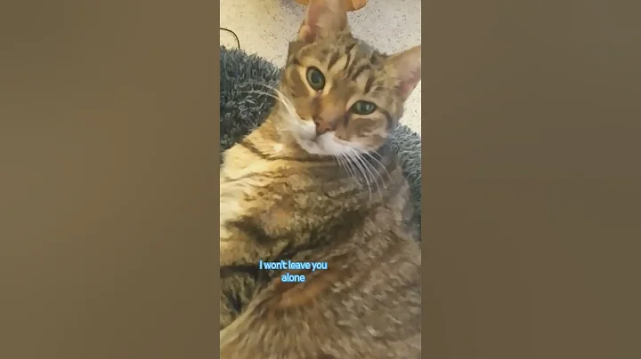 My human once told me // #parody #music #cutecat #kitten #funny #adorable