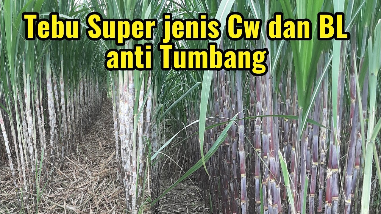Virall Tebu Super ‼️ Tebu umur 5 bulan ‼️#tebunusantara #petani #tebu