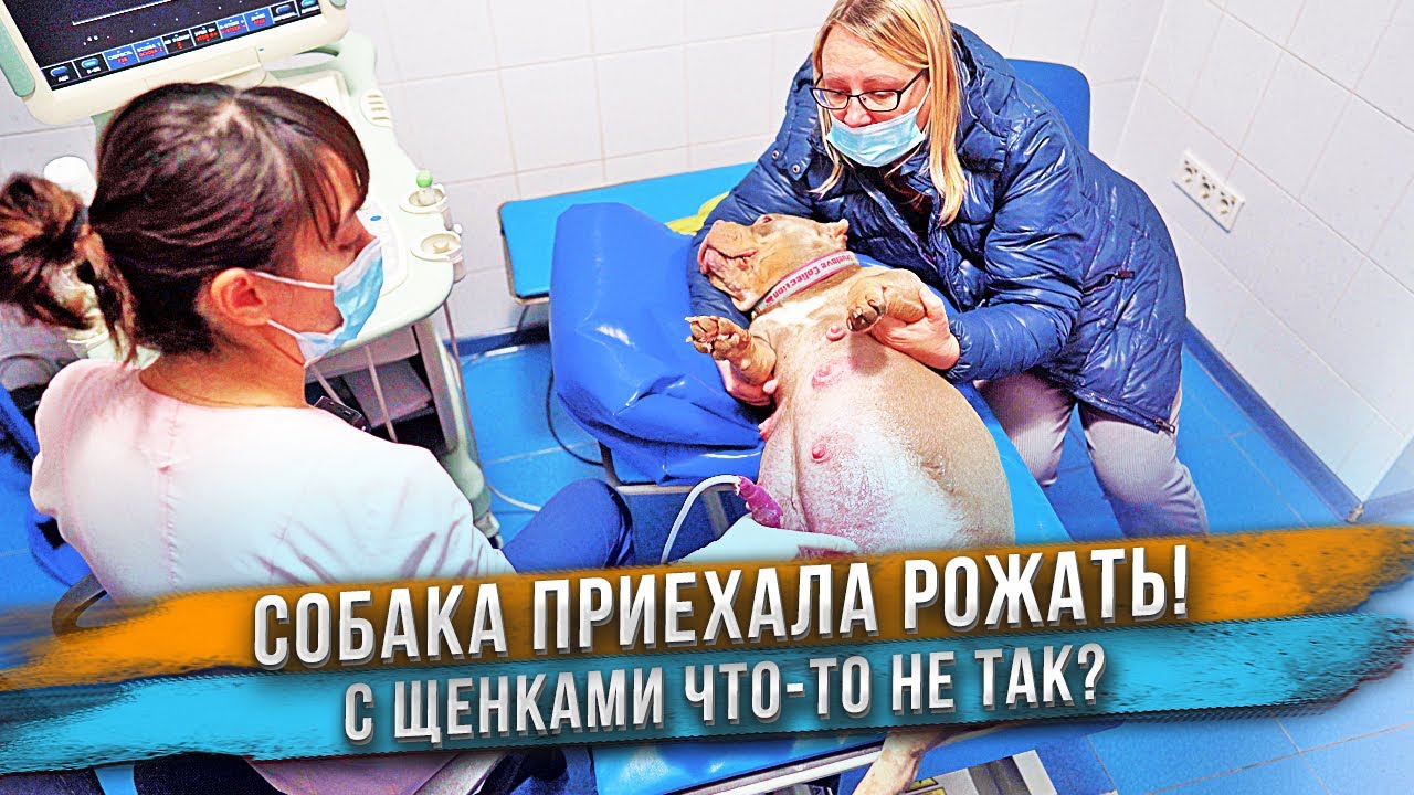 Щенки в животе собаки вызывают беспокойство...