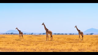 Safari Tanzanie 4K Nakupenda