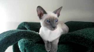 The cutest Siamese cat in the world!