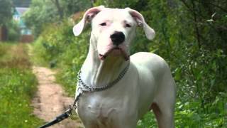 Litter K from kennel  Dogo Argentino  Moscow.wmv