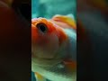 Fish Watching TV With Humans