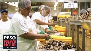 Sea of obstacles imperil American Samoa's tuna industry