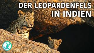 Indiens heiligste Raubtiere: Im Reich der Leoparden
