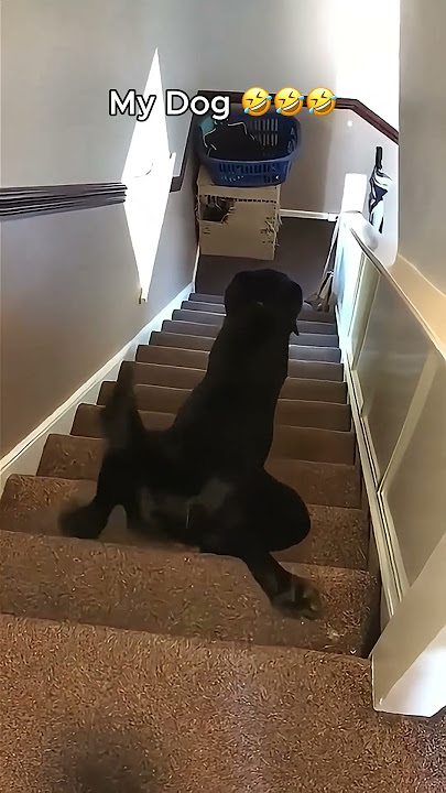 Anjing Temanku vs Anjingku 😂😂😂