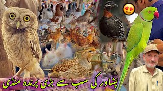 Birds Largest Market In Peshawar New Updates 2024 | Pigeon Price | Khyber Social Tv Official