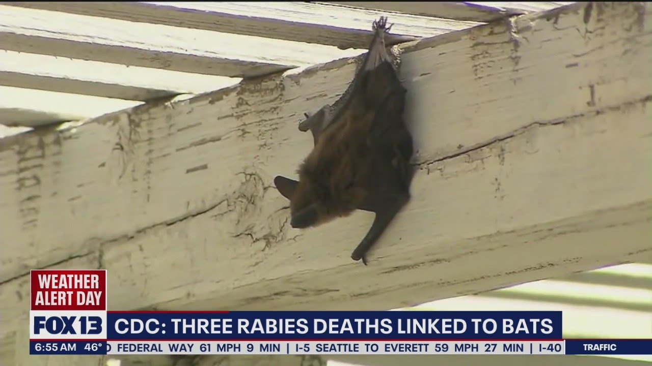 3 rabies deaths linked to bats FOX 13 Seattle YouTube