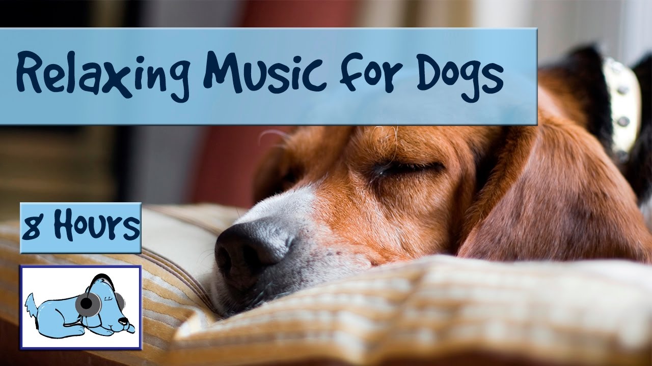 dog music 8 hours