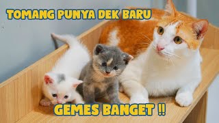 GEMES BANGET !! TOMANG PUNYA ADEK BARU