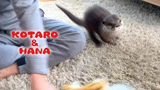 カワウソコタローとハナ　俊足コタローとぴょんぴょん走りハナ　Otter Kotaro&Hana Chase and Catch the Tiger!