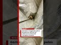 Gambá é resgatado pelos Bombeiros dentro de clínica na PB