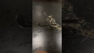 🤮Disgusting Metro Termini #Termini #metrotermini #romatermini #Pickpockets #PickpocketsinRome #Rome