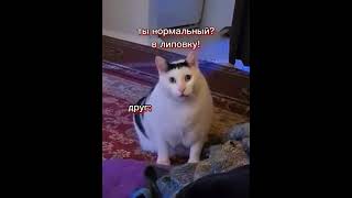 С ЭТИМ КОТОМ ЛУЧШЕ НЕ СПОРИТЬ!!(КОТ)#ТРЕНДЫ#shrots