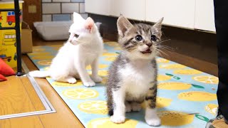 Kittens behave well and wait for food