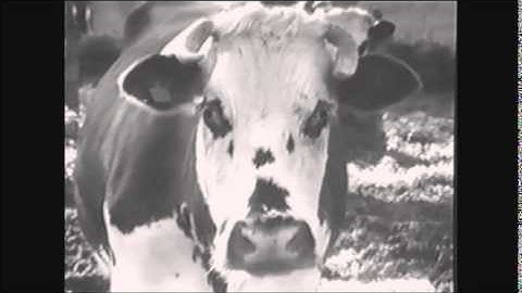 Rotþróin - 519-518