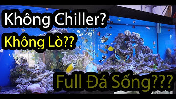 Ghé Thăm Bể Cá Biển Cộng Đồng Siêu 