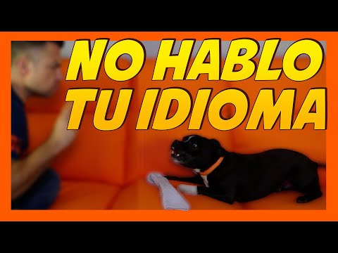 Video: 6 secretos para una mejor comunicación con tu perro