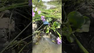 jbl speaker colour fool hai watar pipe sound test