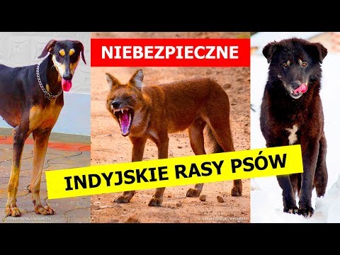 Wideo: Hypoalergiczny, Zdrowy I Długowieczny Pies Rasy Wire Fox Terrier