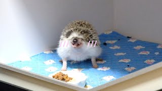 Animals Happy With Handmade Snacks