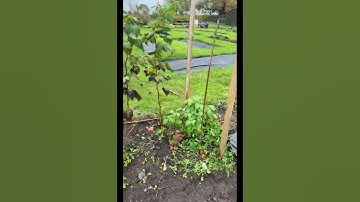How to control Raspberries spreading across your allotment  #gardening