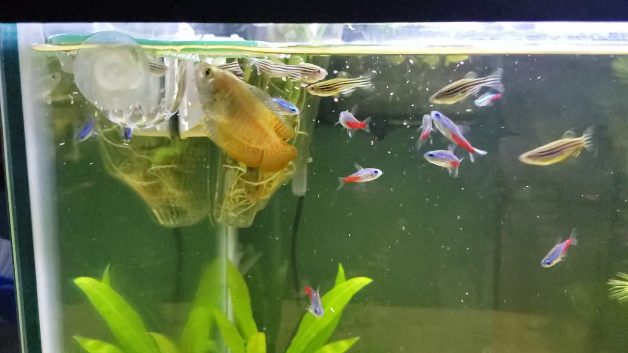 diy-aquarium-feeding-ring-youtube