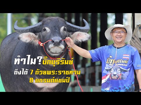 หาคำตอบว่าทำไม บิ๊กบุรีรัมย์ ถึงได้ 7 ถ้วยพระราชทาน 8 แกรนด์แชมป์ เฮียวัติ โทร 081-878-2654