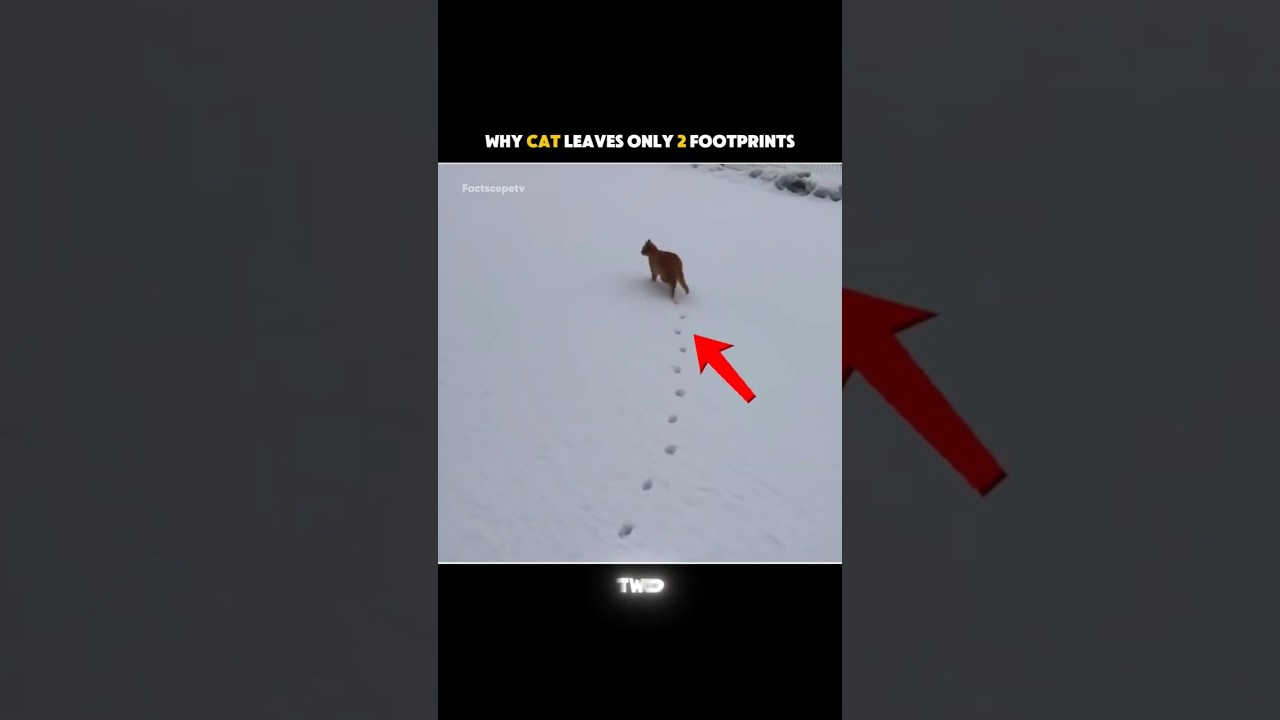 Why Do Cat Leaves Only 2 Footprints? 😱 