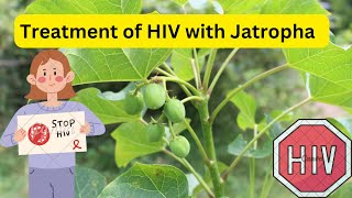 Green Jatropha Leaves to Combat HIV: A Natural Treatment Approach. Jatropha curcas plant