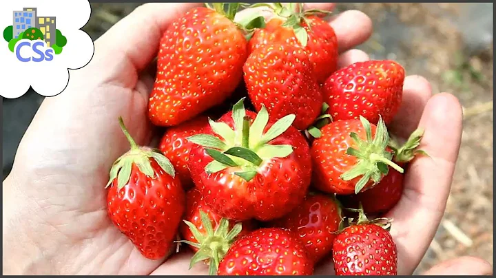 5 Reasons to Grow Strawberries in the Poly-tunnel, NOT Outside.