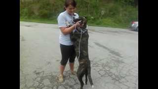 Holly Adopted