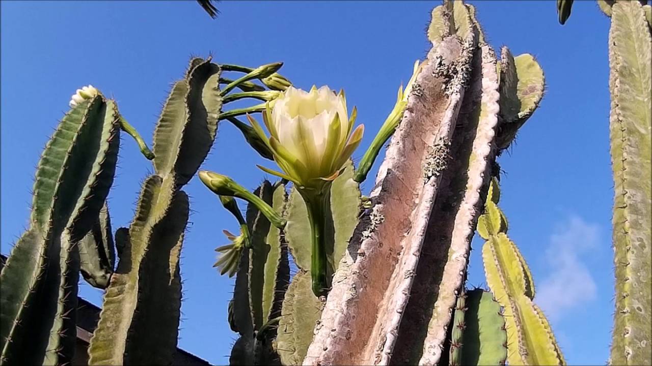 Queen of The Night - One Night per Year Blooming Cactus Flower 