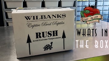 Wilbanks Unboxing Video| East Valley Exotics