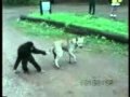 Monkey and Dog fight