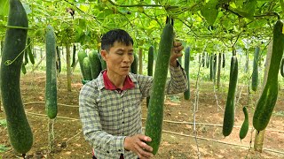 Harvesting Squash Goes to the market sell - Take Care Of The Pet | Solo Survival