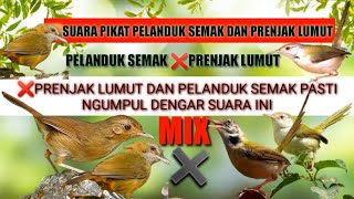 Suara pikat pelanduk semak dan prenjak lumut