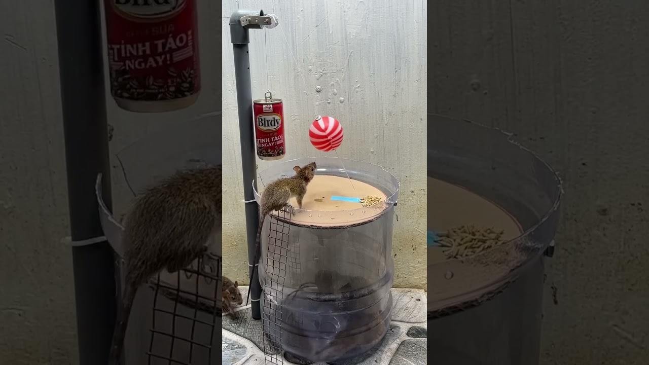 Лучшая самодельная мышеловка, лучшая идея мышеловки 