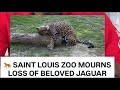 Saint Louis Zoo Mourns Loss of Beloved Jaguar Jared