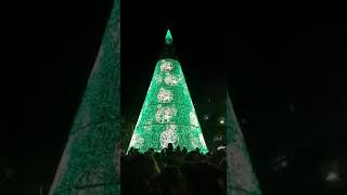 Árbol de Navidad en la Plaza del Ayuntamiento de Santander