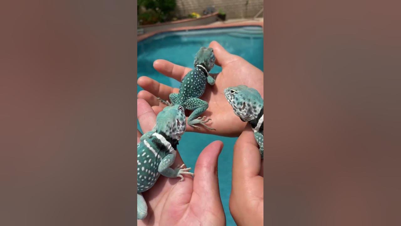 My 3 most expensive Reptiles reptiles shorts YouTube