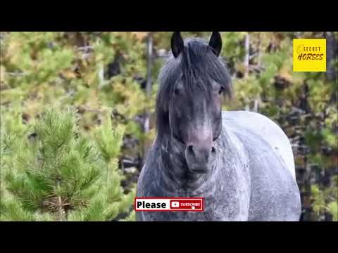 Video: American Mustang Horse Breed Hypoallergen, Gesundheit Und Lebensdauer