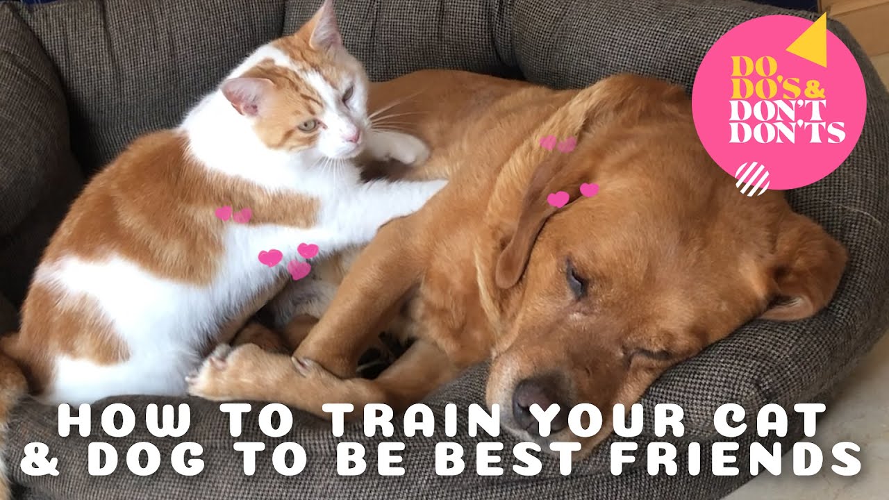 Tips on how to make a dog and cat become friends