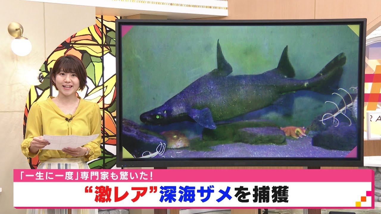 激レアな深海ザメを生きたまま捕獲 貴重なその姿とは 静岡県 Youtube