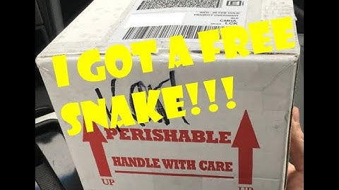 Ball Python Unboxing!
