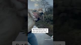 golden Retriever dog whatsapp status video#trending #trending #