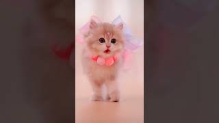 Funny and funny little cats