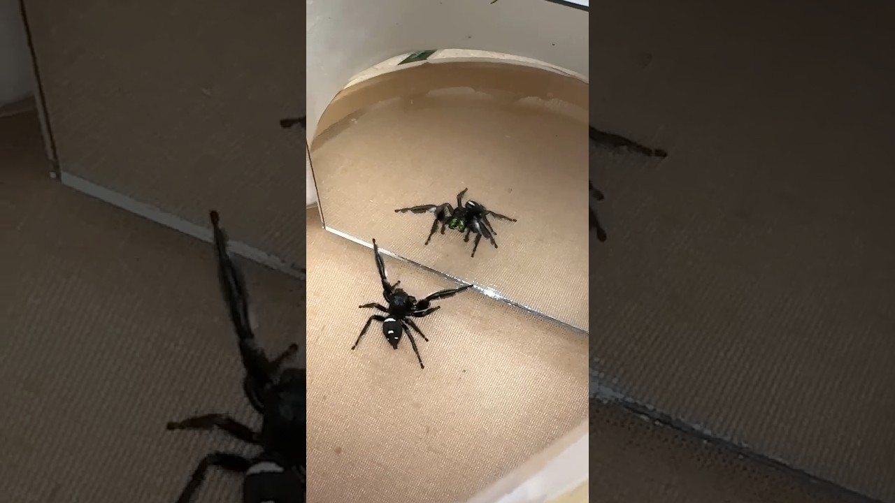 Who's That Spider in the Mirror? | 