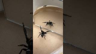 Whos That Spider In The Mirror?